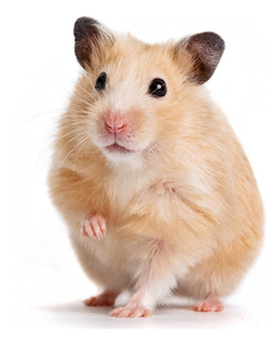 Hamster Rusos Macho Y Hembras