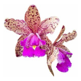 Orquídea Catleya Pão De Açúcar Adulta