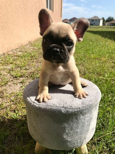 Cachorros Bulldog Francés Blue Fawn Perros Pereira Cali