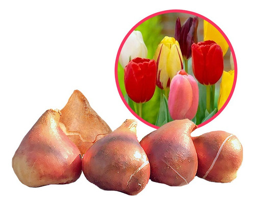 Bulbos De Tulipan Importados Holanda Promo X5 Colores Varios