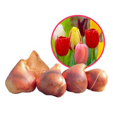 Bulbos De Tulipan Importados Holanda Promo X5 Colores Varios