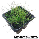 Eleocharis Minima Planta Lowtech Carpete Aquário Plantado