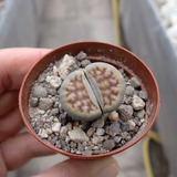 Semillas Cactus -  Lithops Karasmontana