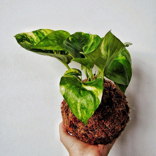 Kokedama Pothus (epipremnum Aureum)