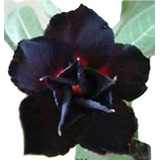 Rosa Do Deserto Kit Negras (18 Sementes - 6 Tons) Adenium 