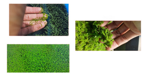 Trio Plantas Flutuantes Lentilha + Azolla + Wolffia.