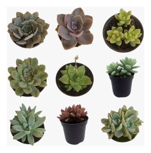 15 Mudas De Mini Cactos Para Lembrancinhas Suculentas