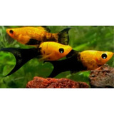 Pacote Com 30 Peixes Molinesia Black Gold -agua Doce-áquario