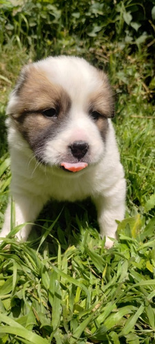 Sharpei Cruza Con Collie Hembra.