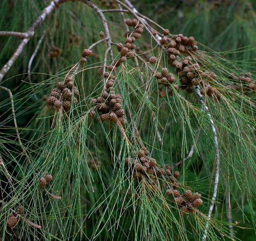 Casuarina / Pino Australiano 2 Metros Árbol Ornamental