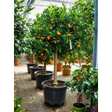 Calamondin, Mandarina Japonesa Enana Para Maceta