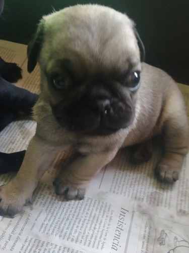 Hermoso Cachorro Pug Vayo