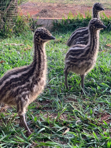 Filhote De Emu - Emu Australiano