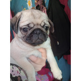 Vendo Perrita Pug Color Beige