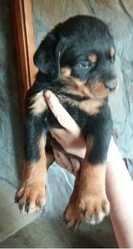 Cachorro Rottweiler