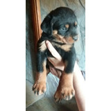 Cachorro Rottweiler