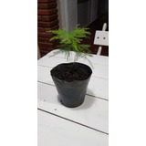 Plantin Helecho Plumoso -asparragus Setaceus- M 12