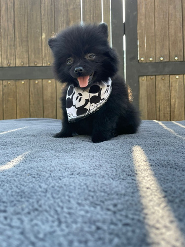 Cachorro Pomeranian Negro Med, Bog Animal Pets Colombia 