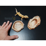 Bebedouro + Comedouro Para Leopard Gecko - Seemanni