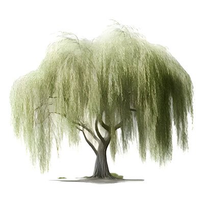 Sauce Lloron Arbol  120m Salix Babylonica Mercado Envíos | Meses sin interés