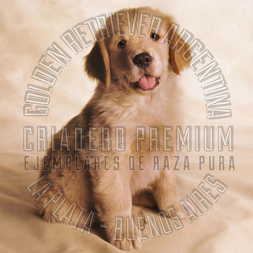 Cachorros Golden Retriever Puros 100% Premium De Seleccion