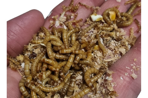 Tenebrios Molitor (200 Larvas Vivas)