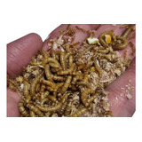 Tenebrios Molitor (200 Larvas Vivas)