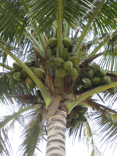 Palmeras De Coco. Lote De 15 Palmitas