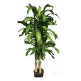 Palo De Agua Dracaena 15 Lts