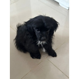 Cachorro Maltipoo Pelo Liso Perros En Venta Medellin Bogota 