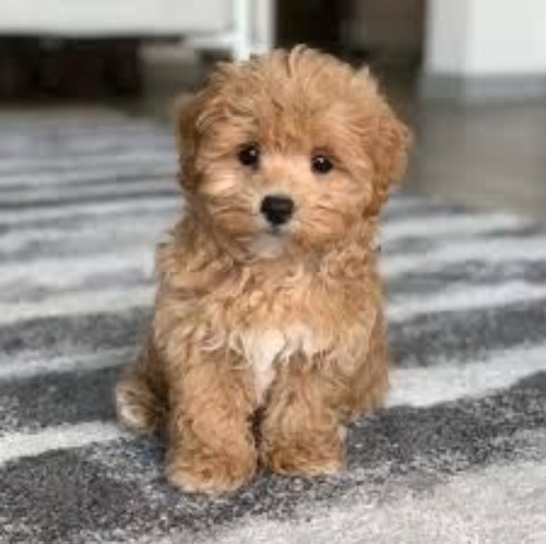 Maltipoo Auténticos Cachorros Vip