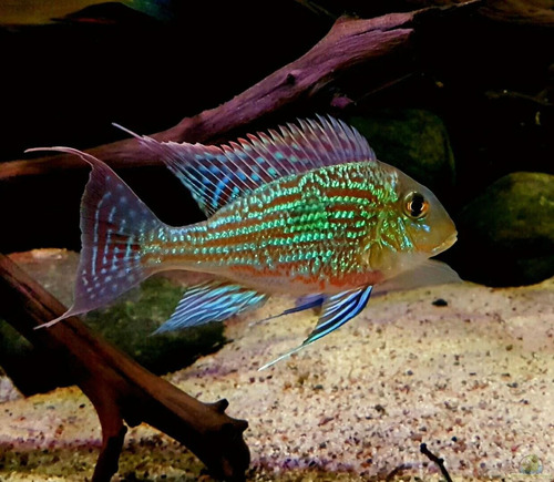 Peces Ciclidos