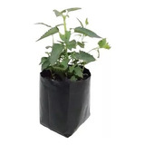 Toronjil Pack De 8 Plantas