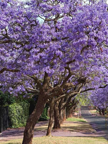 Semillas De Árbol Jacaranda 