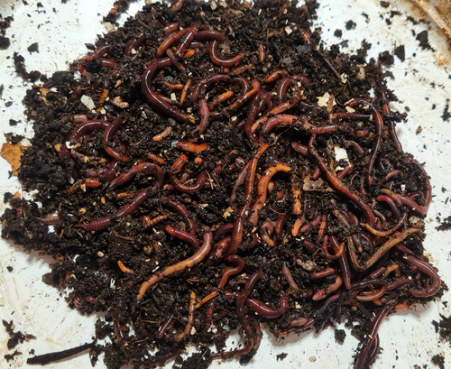 Lombriz Roja Californiana X 100u Ideal Compost