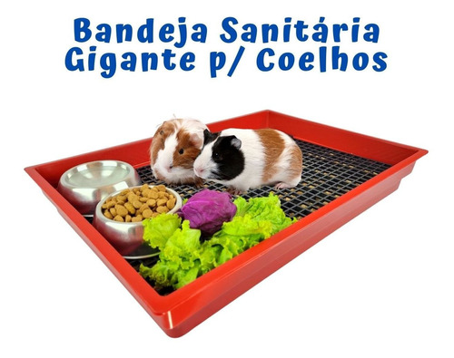 Bandeja Banheiro Sanitária Coelho Porquinho Da Índia-gigante