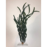 Planta Artificial Plástica Aquário Valisneria J 45cm - Tetra