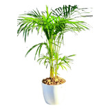 Palmera Palmito En Maceta 27 Ideal Para Decorar Tus Espacios