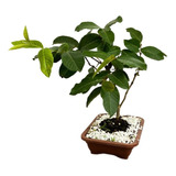 Bonsai Goiabeira Adubada Flores Plantas Pomar Decoração  