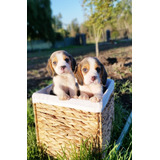 Cachorros Beagle Enano Tricolor Finos
