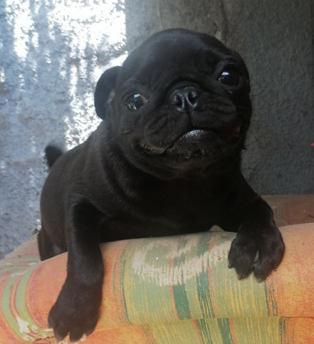 Pug Hembra Negra Cachorra