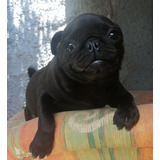 Pug Hembra Negra Cachorra