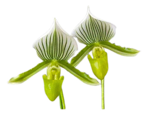 Orquidea Paphiopedilum Maudiae Green ( Sapatinho )* Adulta *