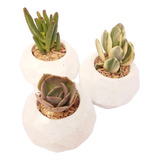 Pack 3 Plantas Suculentas Variedades Con Macetero Geometrico