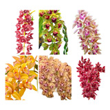 Pacote 10 Mudas Orquideas Cymbidium Pendentes Rara