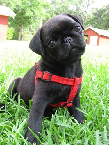 Cachorro Pug Carlino Negro!! 0015