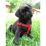 Cachorro Pug Carlino Negro!! 0015