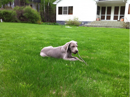 Elevadoweimaraner Calidad Weimaraner Exclusivos