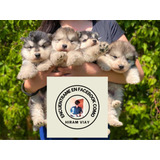 Cachorros Perros Lobo Original Pedigree Alaskan Malamute 