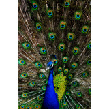 Vinilo Decorativo 20x30cm Pavo Real Pluma Fauna Hermoso M5